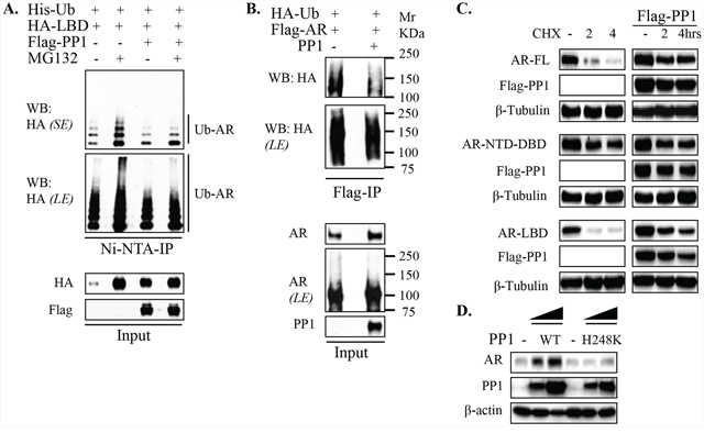 PP1&#x03B1; stabilizes AR by attenuating LBD-directed AR ubiquitylation.