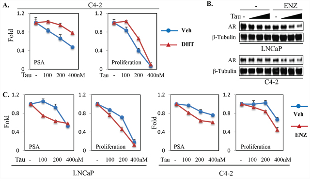 Androgen ablation increases PP1&#x03B1;-dependence for AR protein expression and transactivation in PCa cells.