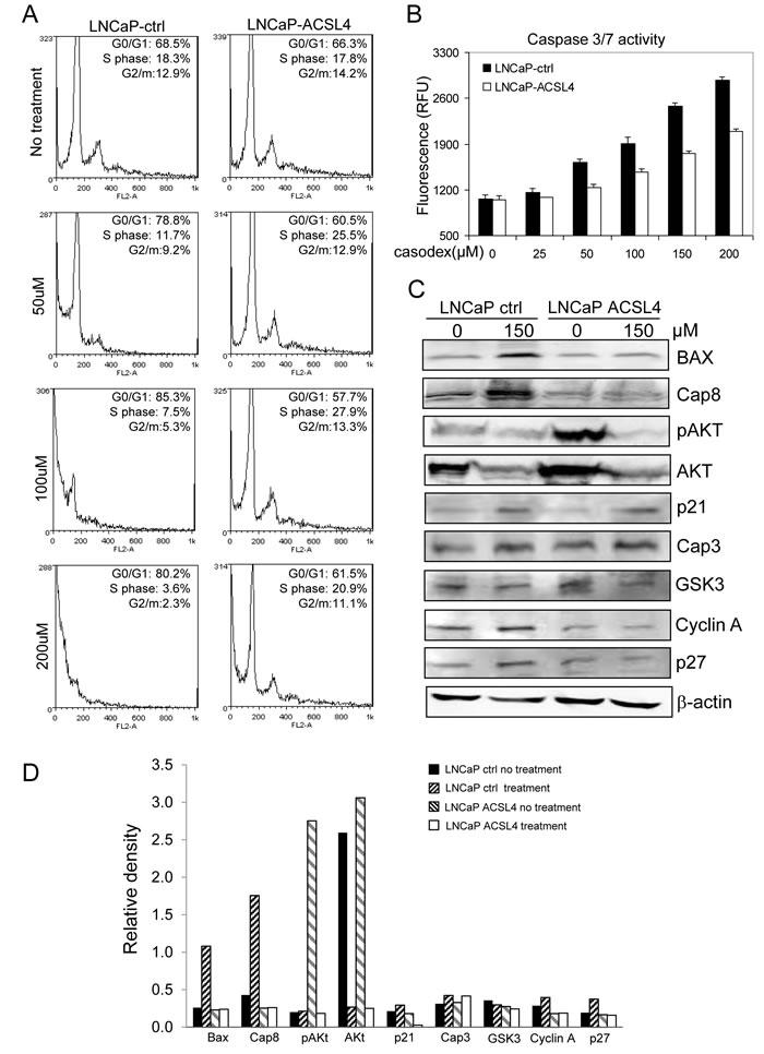 Effect of ACSL4 expression on apoptosis in LNCaP cells.