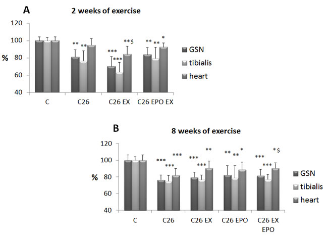 Exercise training and EPO do not prevent C26-induced muscle loss.