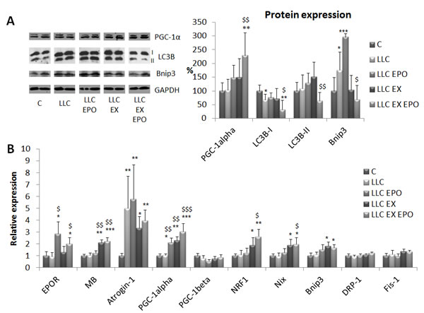 Exercise training and EPO regulate bioenergetics-related gene and protein expression in LLC-bearing mice.