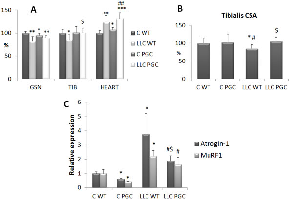 PGC-1&#x3b1; overexpression prevents cachexia in LLC-bearing mice.