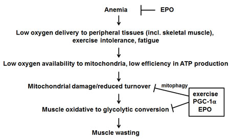 Proposed mechanism of action of exercise, EPO and PGC-1&#x3b1; in counteracting tumor-induced muscle alterations.