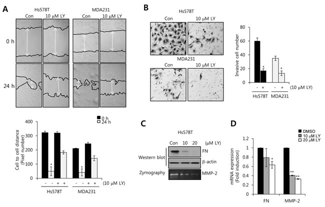 The transforming growth factor (TGF)-&#x3b2; receptor I/II inhibitor LY2109761 decreases FN and MMP-2 expression in TNBC cells.