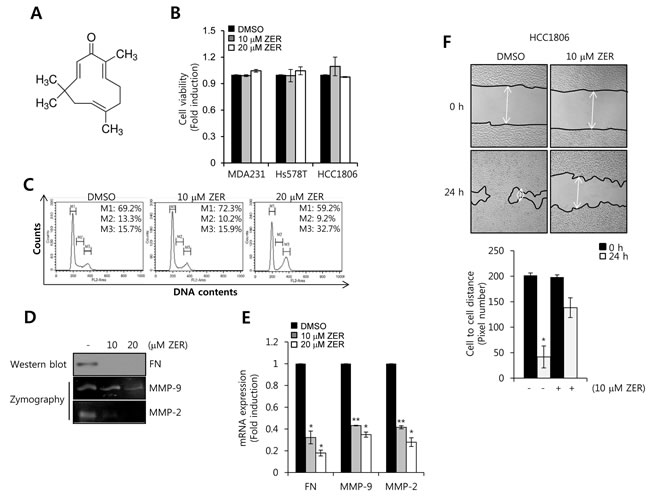 The effect of ZER on cell viability, FN, MMP-2, MMP-9 mRNA expression.