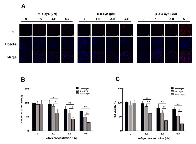 Effect of phosphorylated oligomeric &#x3b1;-syn on dopaminergic neuronal cells.