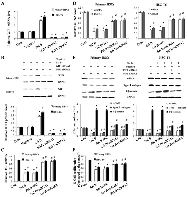 Roles of WIF1 in the anti-fibrotic effects induced by Sal B.