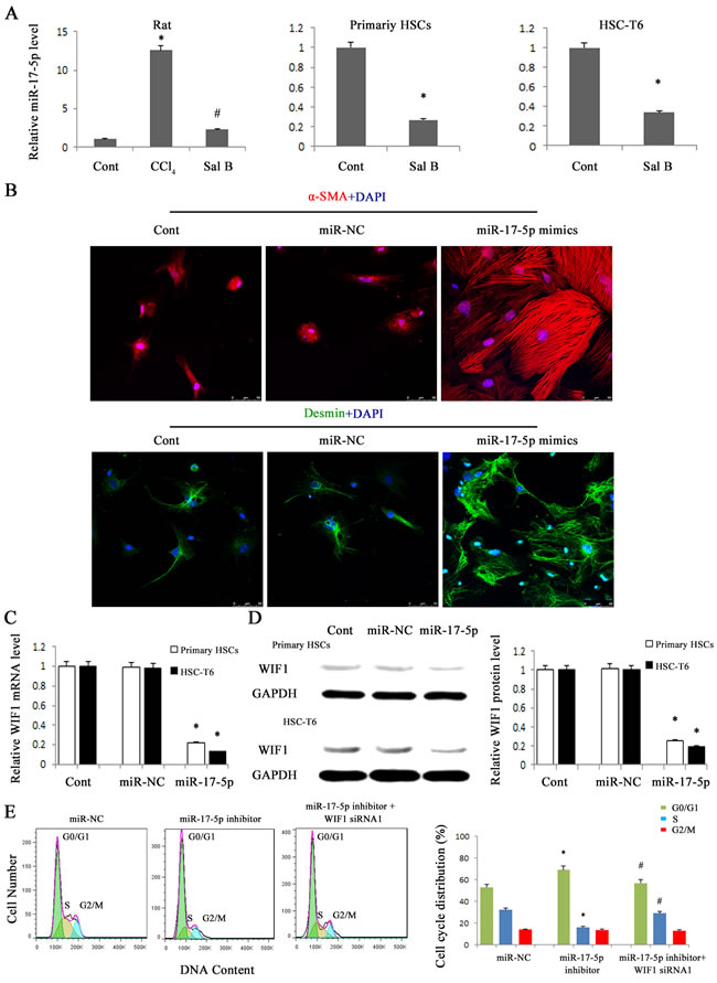 miR-17-5p over-expression promoted the activation of HSCs and contributed to the reduction of WIF1 levels.