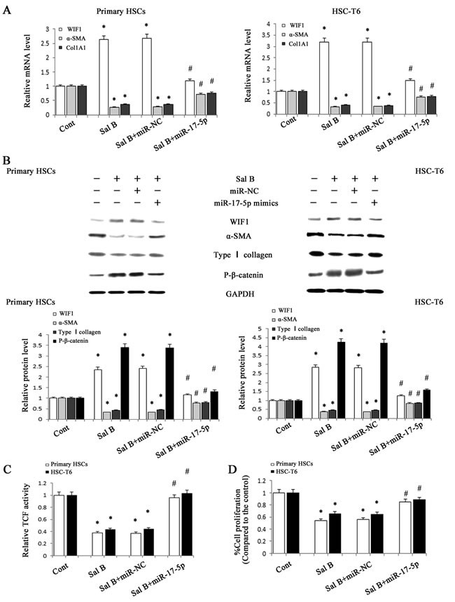 Roles of miR-17-5p in the anti-fibrotic effects induced by Sal B.