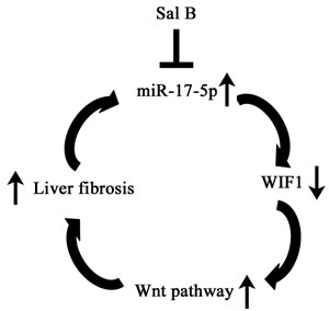 The signaling pathway was discovered in activated HSCs after Sal B treatment.