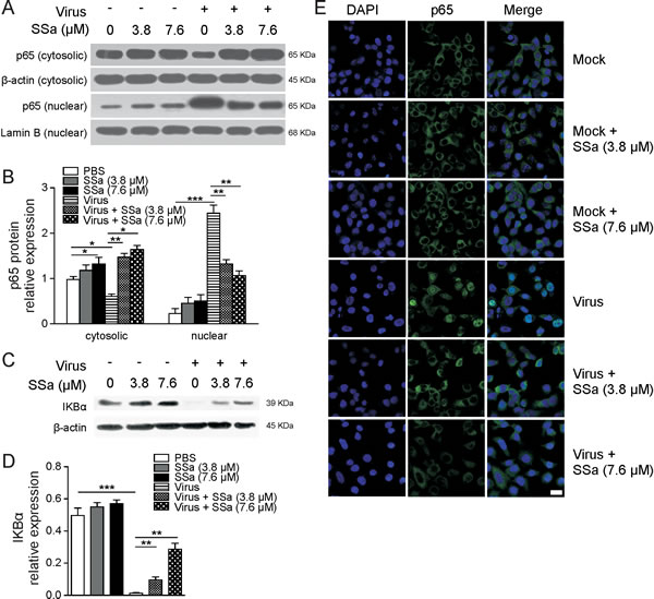 SSa inhibits nuclear NF-&#x3ba;B protein translocation in H5N1 infected A549 cells.