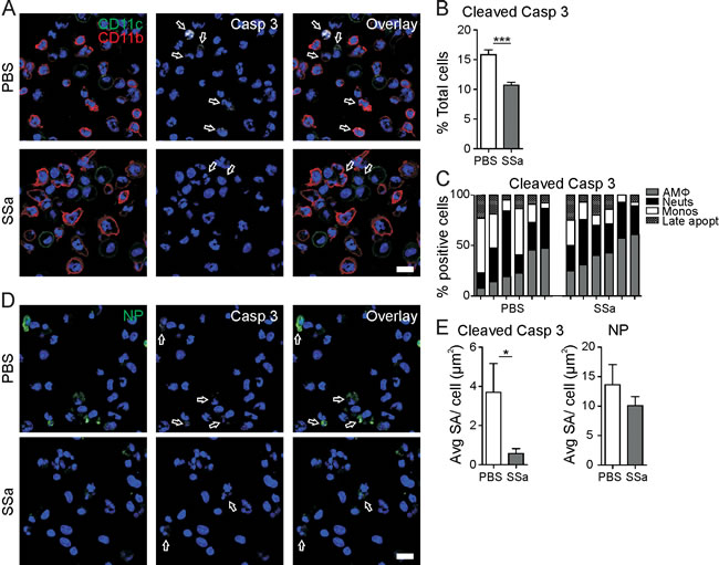SSa decreases BAL immune cell caspase 3 and NP expression levels in PR8-infected B6 mice.