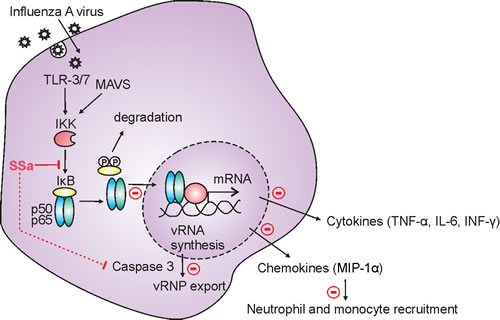 Schematic diagram of the mechanism of SSa-induced attenuation of IAV pathogenesis.