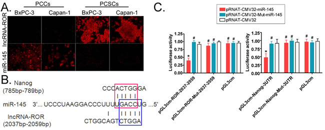 ROR and Nanog share a common miR-145 binding site.