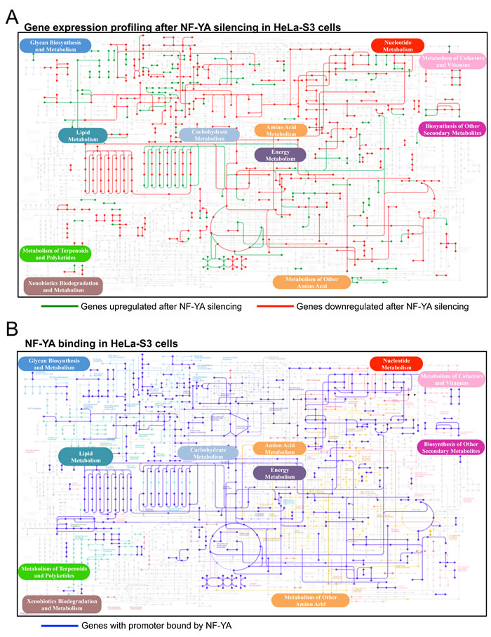 NF-Y targets in metabolic pathways.