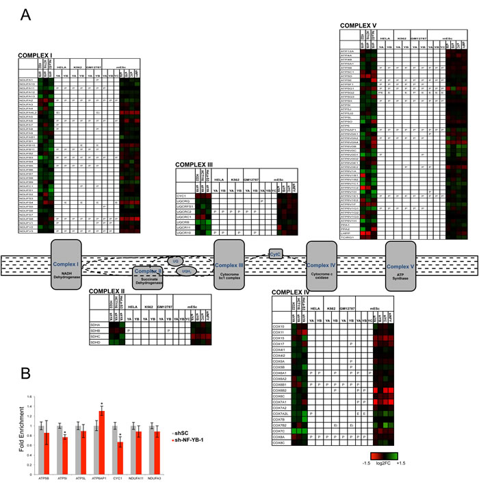 NF-Y and expression of respiratory genes.