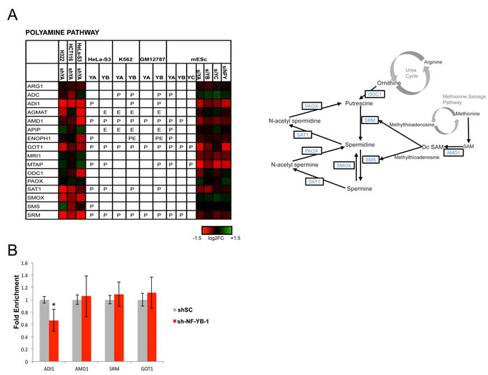 Activation of genes of the polyamine metabolism by NF-Y.