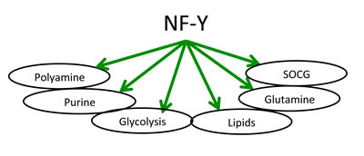 Schematic representation of metabolic pathways regulated by NF-Y.