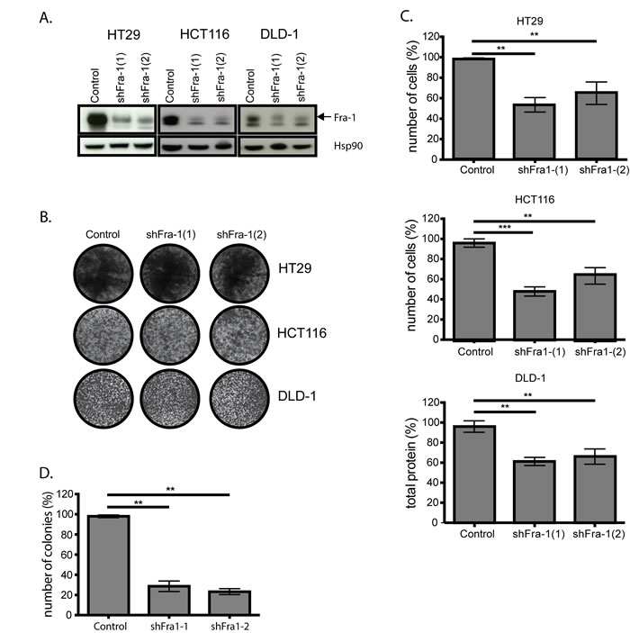 Fra-1 is not critically required for proliferation of colon cancer cells