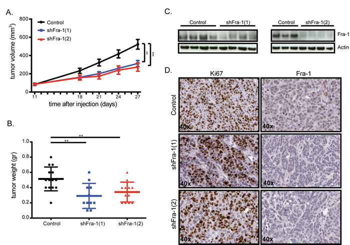 Fra-1 is largely dispensable for primary colon tumor growth