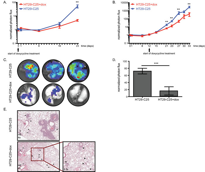 Acute Fra-1 depletion impairs growth of established metastatic foci.