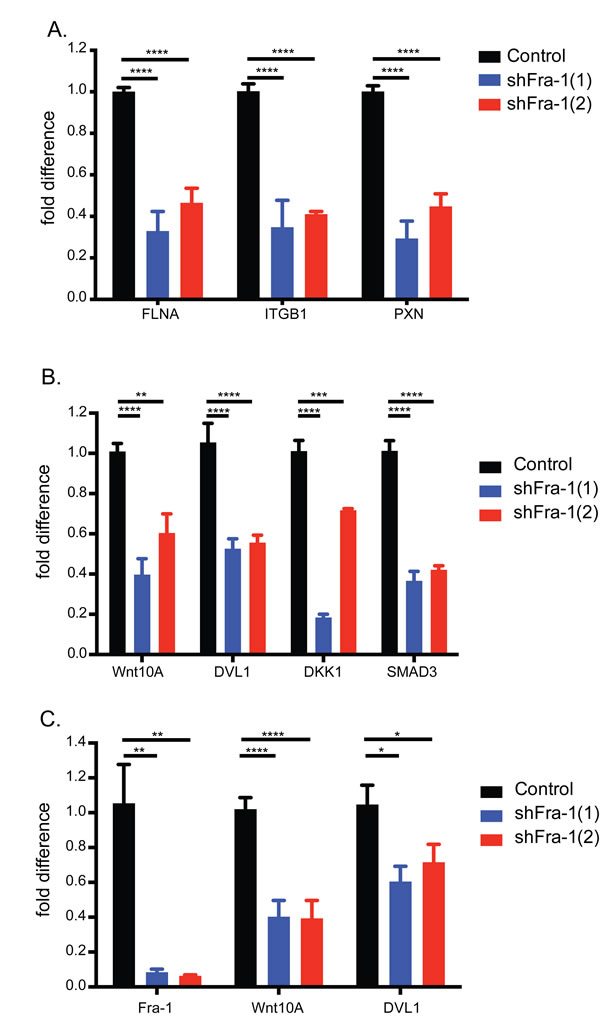 Fra-1 regulates the expression of Wnt pathway components.