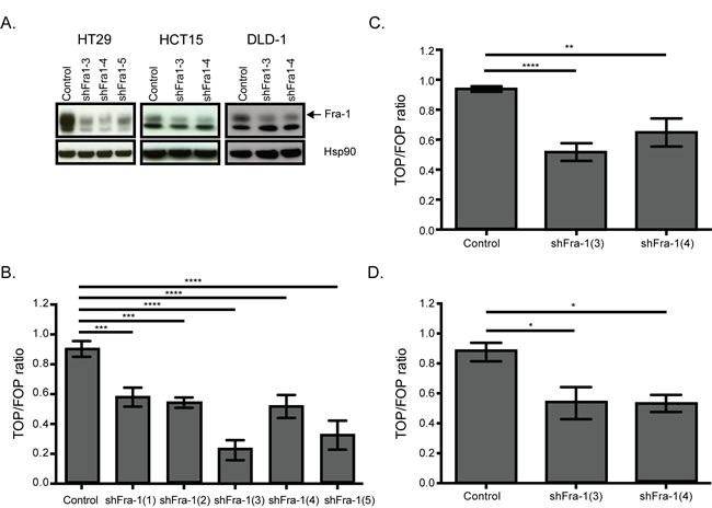 Fra-1 regulates beta-catenin activity.