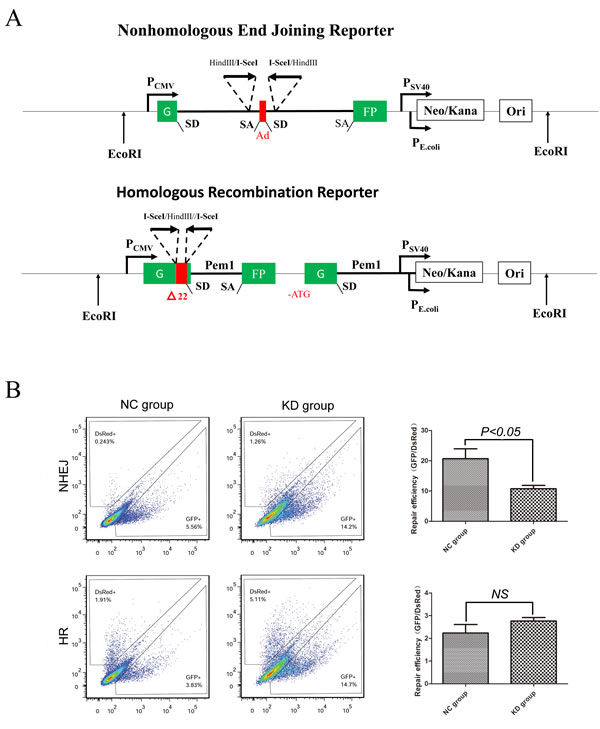 Silencing of SIRT1 reduced NHEJ efficiency, but not HR.