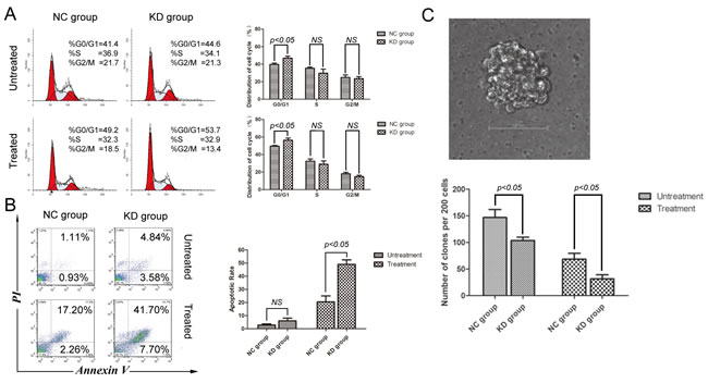 SIRT1 knockdown induced cell cycle arrest and apoptosis, while reducing the clonogenic capacity of K562 cells.