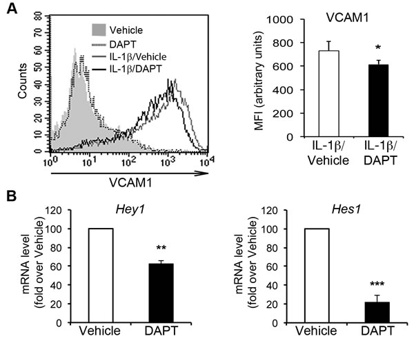 Pharmacological inhibition of Notch signaling impairs IL-1&#x3b2;-induced VCAM1 upregulation in human aortic endothelial cells (HAECs).