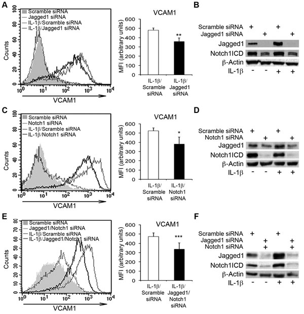 The silencing of Notch1 and Jagged1 impairs IL-1&#x3b2;-induced VCAM1 upregulation in human aortic endothelial cells (HAECs).