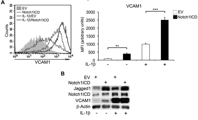 Forced expression of Notch1ICD increases VCAM1 expression in human aortic endothelial cells (HAECs).