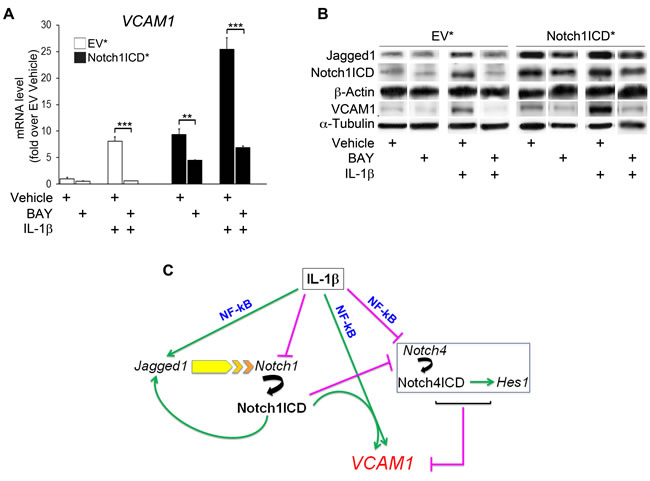 Notch1ICD-mediated VCAM1 induction is partly counteracted by NF-kB inhibition in human umbilical vein endothelial cells (HUVECs).