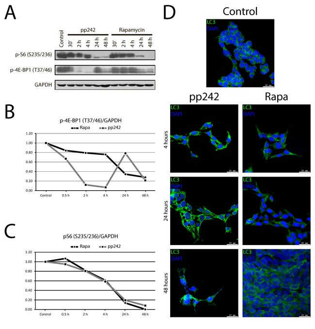 The dynamics of phosphorylation of mTORC1 targets and LC3 accumulation in Eras cells treated with mTOR inhibitors.