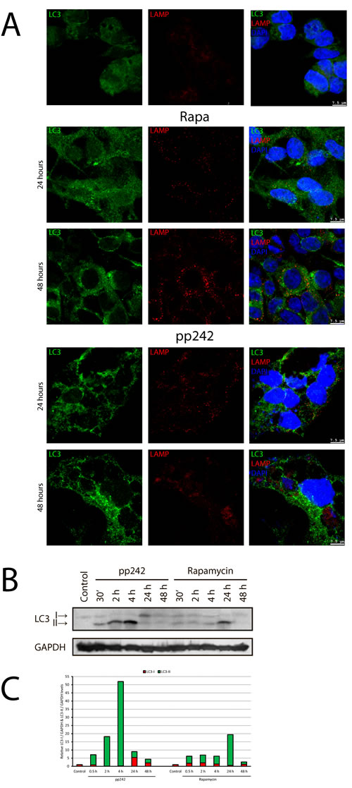 Immunofluorescent and Western blot analysis of rapamycin- and pp242-induced autophagy.