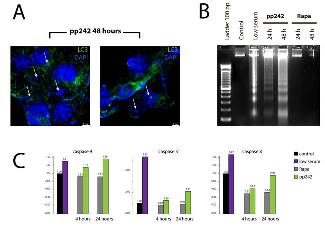 pp242-induced autophagy is terminated by apoptotic cell death type.