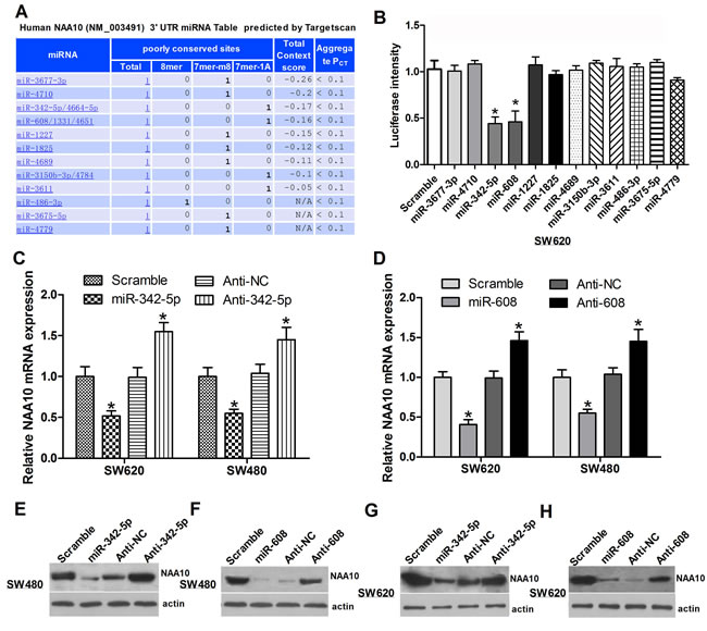 Selection of miRNAs targeting NAA10.