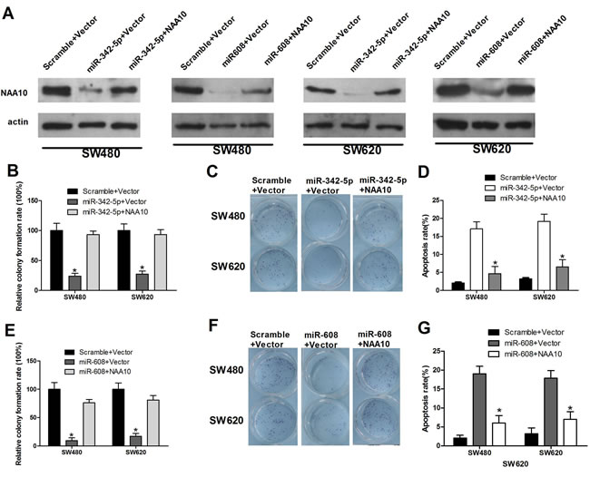 NAA10 restoration rescued miR-342-5p and miR-608 mediated cell proliferation, migration, and colony formation defects and promoted cell apoptosis suppressed by miR-342-5p or miR-608.