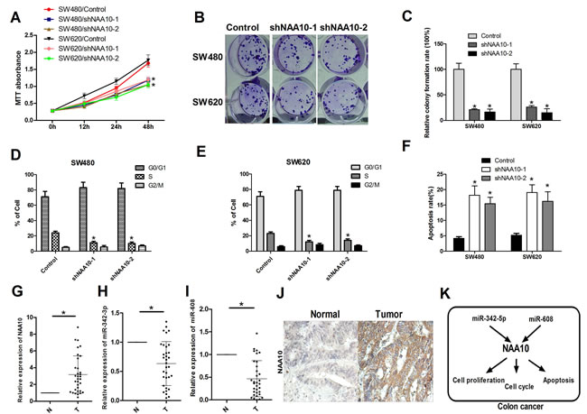 NAA10 participated in colon cancer tumorigenesis