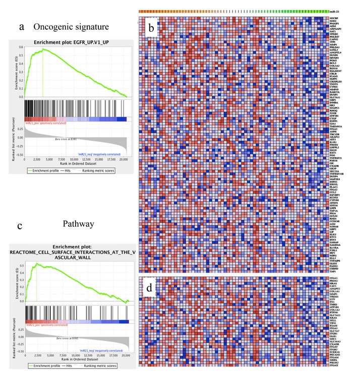 miR-21 expression is positive correlated with cancer-associated pathways.