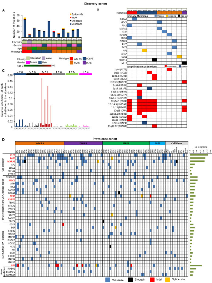 Genetic heterogeneity of LPS using WES and TES.