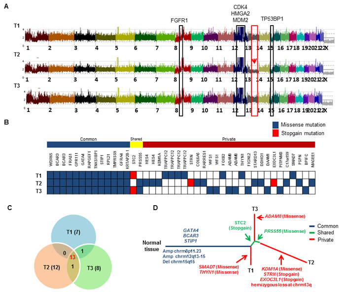 Landscape of intra-tumor heterogeneity.