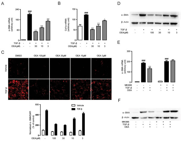 OEA suppressed TGF-
