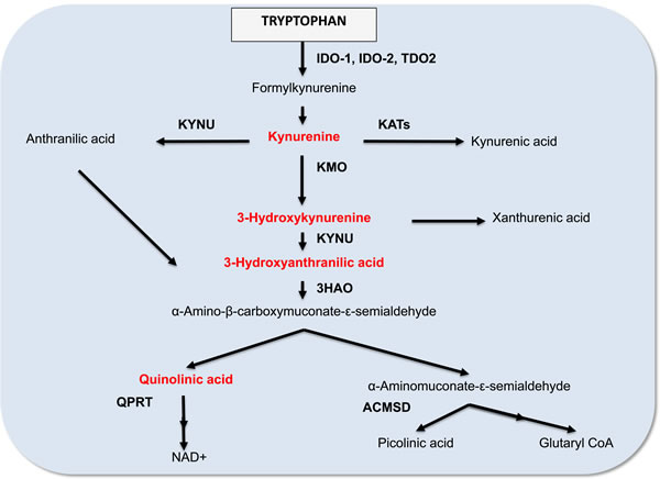A simplified diagram of the kynurenine pathway.