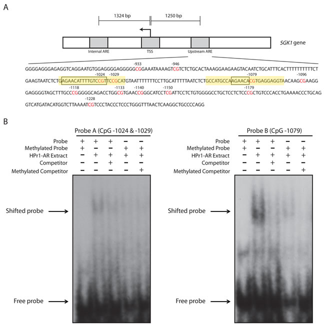 Methylation of dynamic CpG sites at the