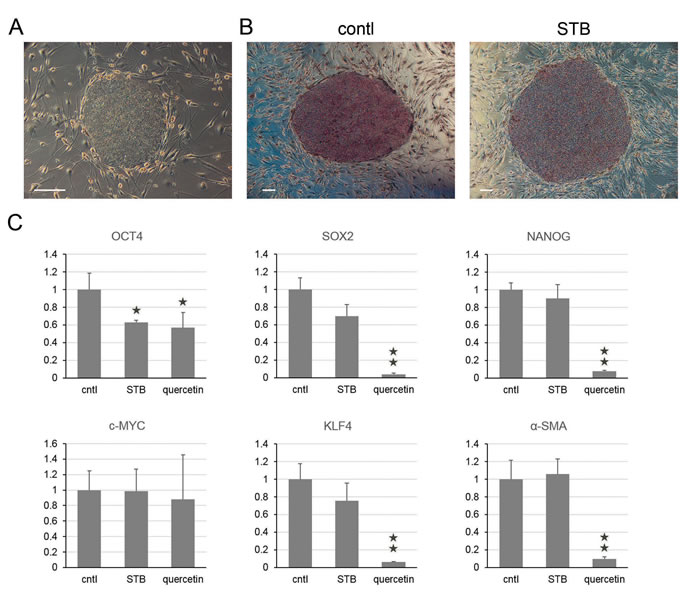 Harmless effects of STB-HO on pluripotency in undifferentiated hES cells.