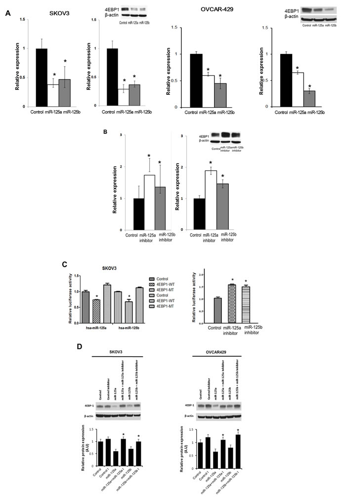 Effects of overexpression and inhibition of miR-125a and miR-125b and co-transfection of miR-125a or miR-125b and miR-125a or miR-125b inhibitors on 4EBP1 expression.