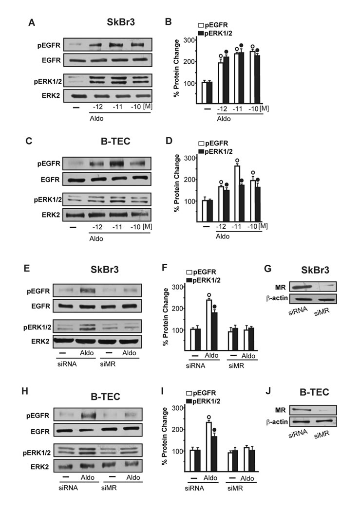 EGFR and ERK1/2 phosphorylation in SkBr3 cells.