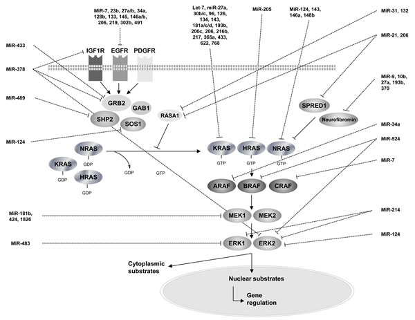 An overview of RAS-MAPK pathway regulation by microRNAs.