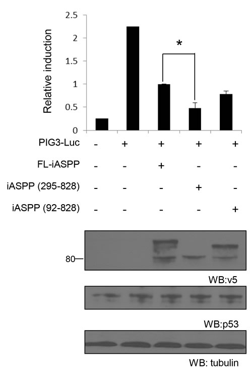 Cleaved iASPP fragments more efficiently inhibit the transcriptional activities of p53 than FL-iASPP.